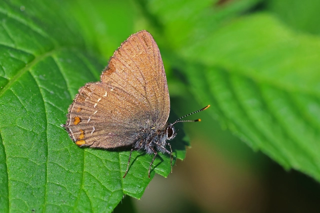 Satyrium ilicis - tölgyfa-csücsköslepke
