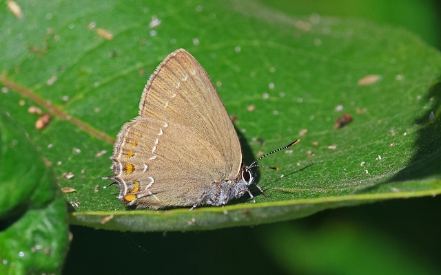 Satyrium ilicis - tölgyfa-csücsköslepke
