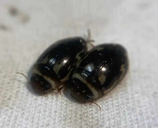 Platambus maculatus - tarka csíkbogár
