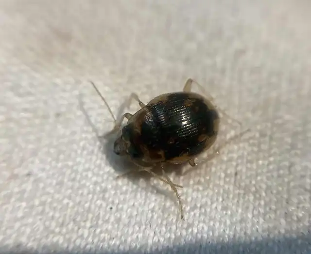 Omophron limbatum - gömböcfutó