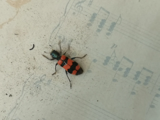 Trichodes apiarius - szalagos méhészbogár