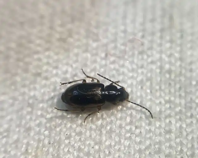 Acupalpus maculatus - vállfoltos törpefutonc