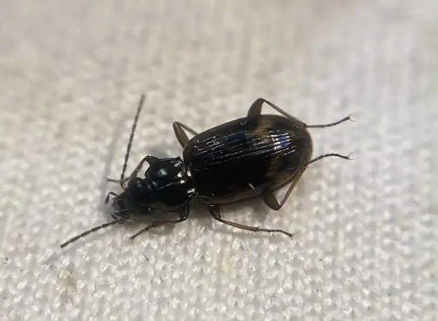 Bembidion dentellum - sárgaszalagos gyorsfutó