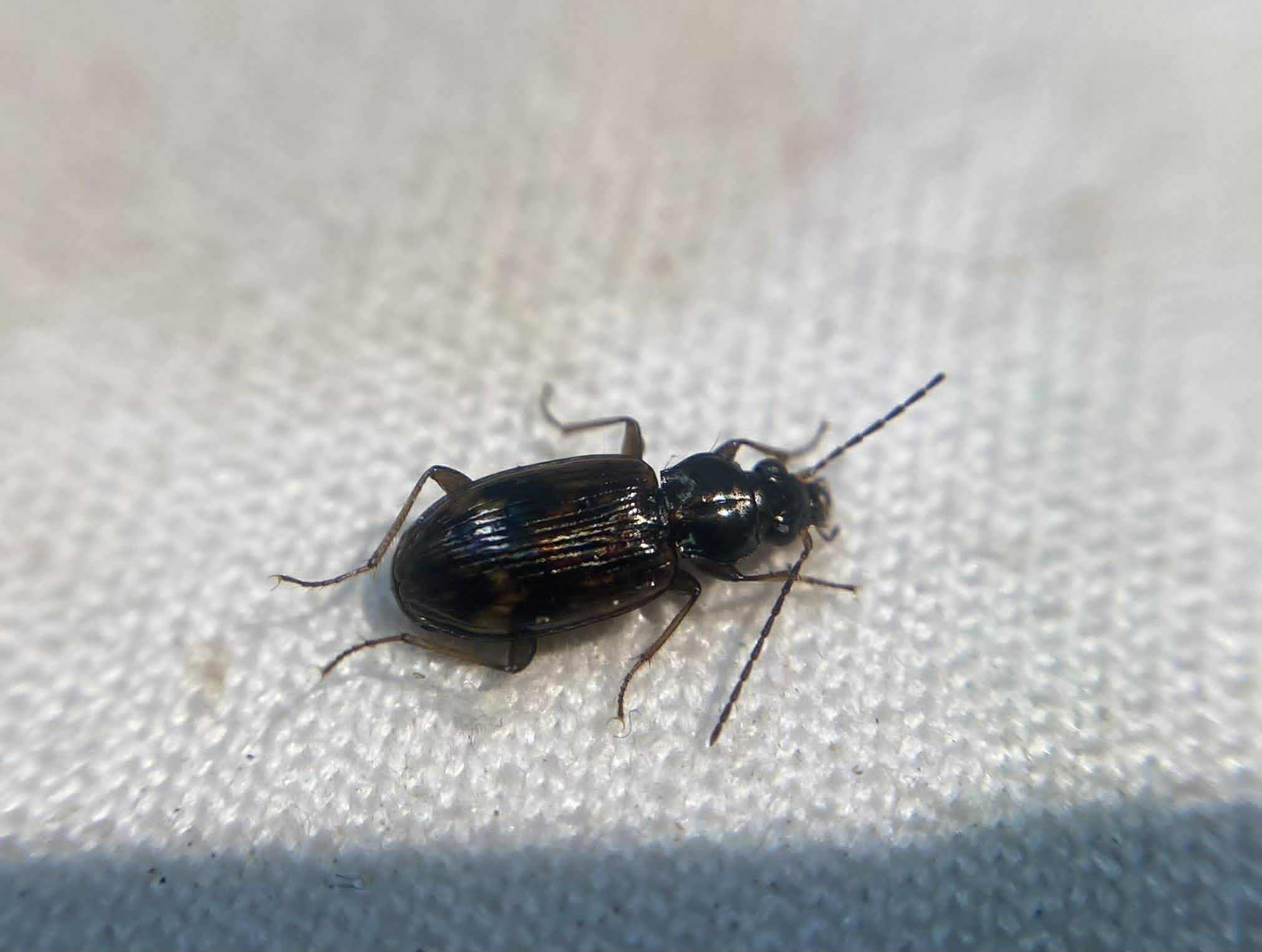 Bembidion dentellum - sárgaszalagos gyorsfutó