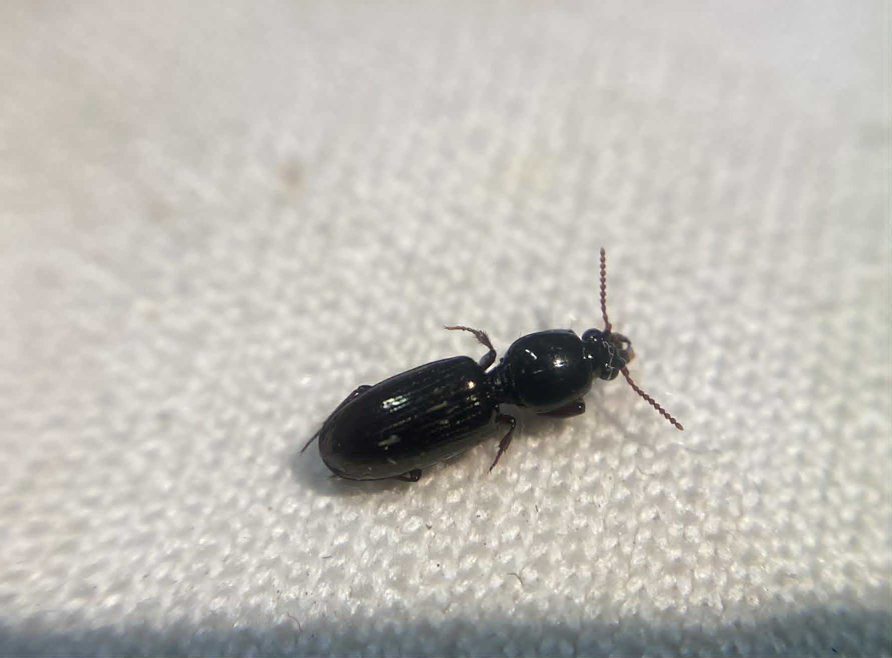 Dyschirius strumosus - termetes ásófutó
