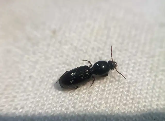 Dyschirius strumosus - termetes ásófutó