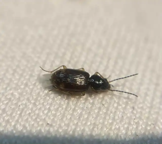 Bembidion inoptatum - kereknyakú gyorsfutó
