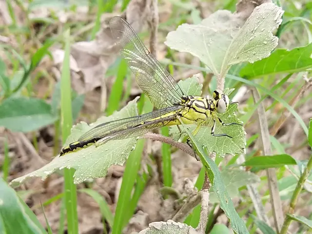 Gomphus flavipes - sárgalábú folyami-szitakötő Gomphus flavipes - sárgalábú folyami-szitakötő