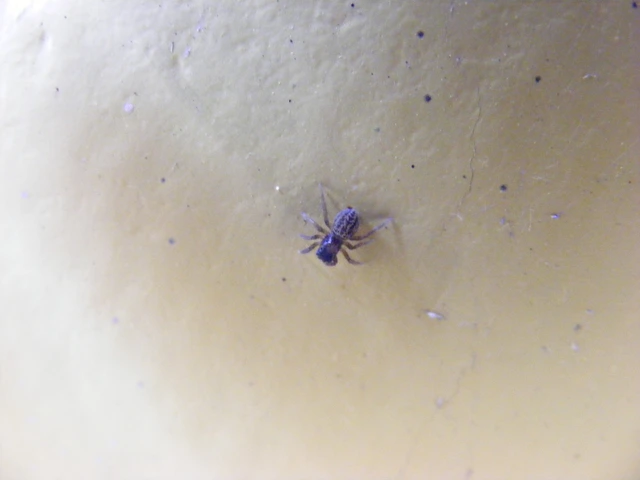 Euophrys frontalis - háromszöges ugrópók