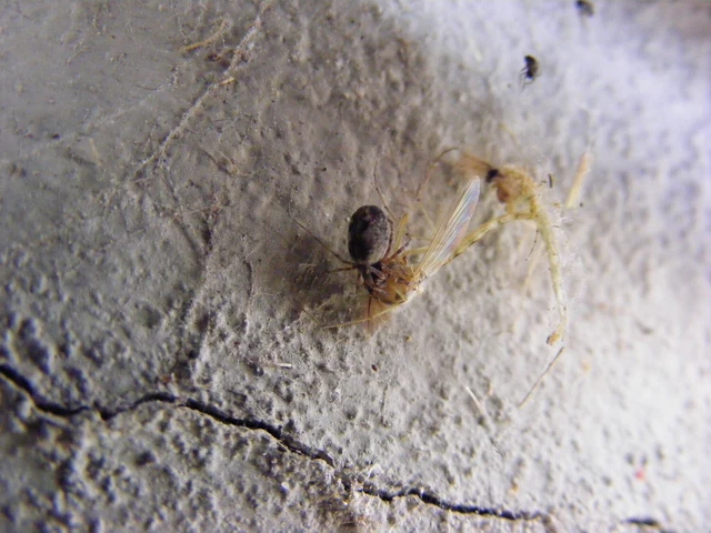 Dictynidae - hamvaspókok