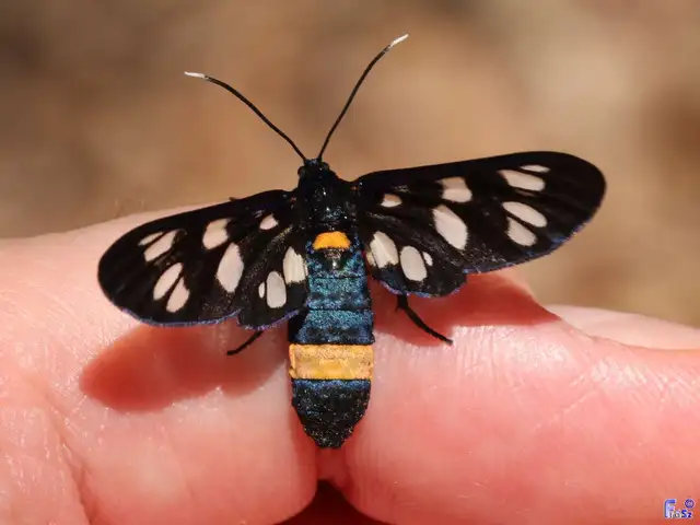Amata phegea - fehérpettyes álcsüngőlepke
