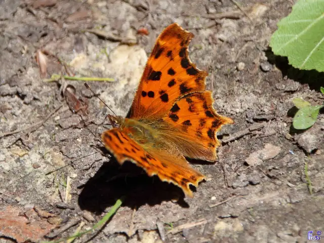 Nymphalis c-album - C-betűs lepke