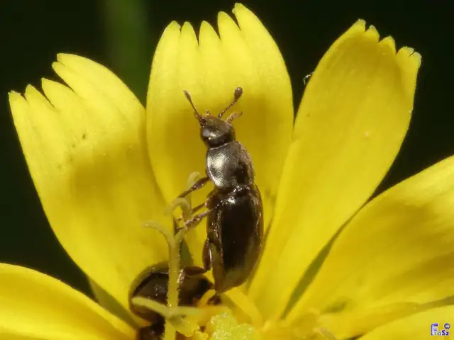 Meligethinae Meligethinae