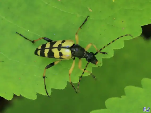 Rutpela maculata - tarkacsápú karcsúcincér