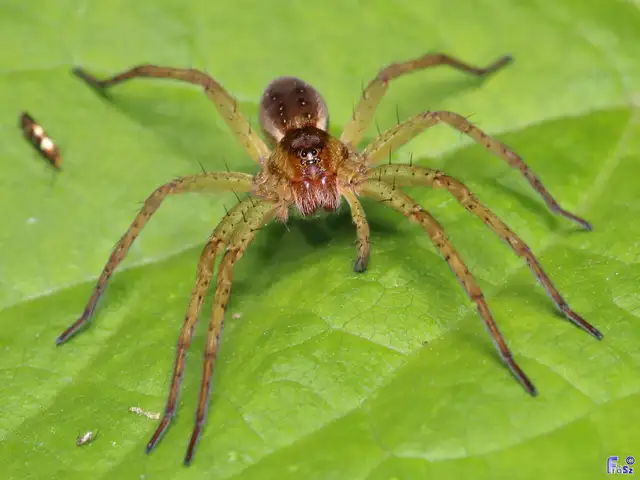 Dolomedes plantarius/fimbriatus
