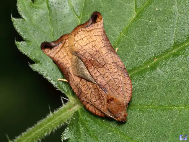 Archips podana - dudvarágó sodrómoly