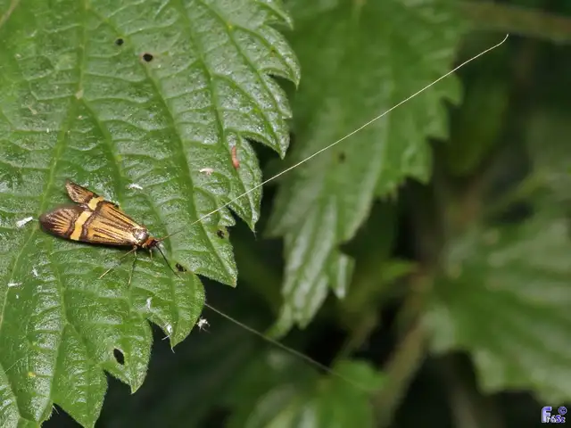 Nemophora degeerella - pompás tőrösmoly