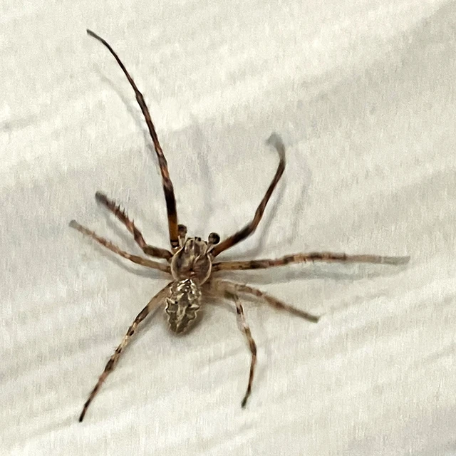 Larinioides sclopetarius - hídi keresztespók