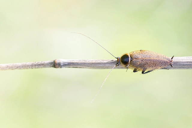 Blattodea - Csótányok