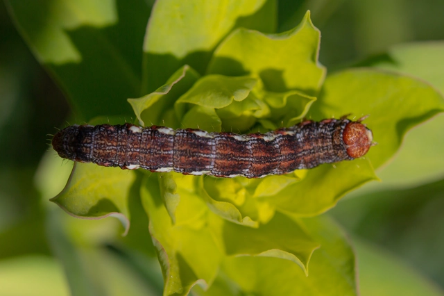 Erannis defoliaria - nagy téliaraszoló