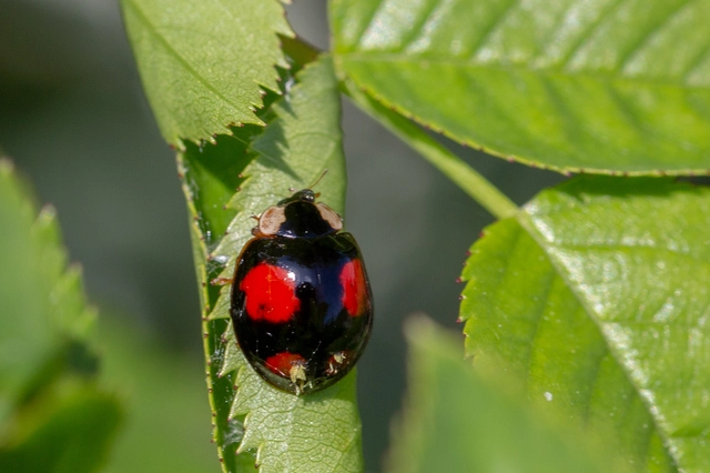 Harmonia axyridis - harlekinkatica