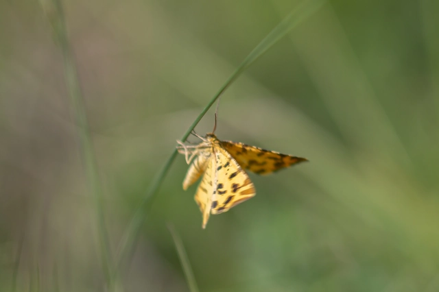 Pseudopanthera macularia - párducfoltos araszoló