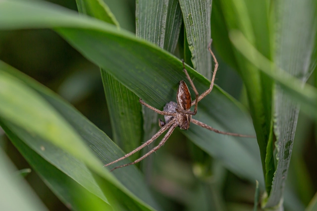 Pisauridae - csodáspókok