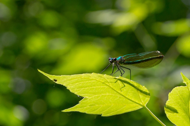 Calopteryx splendens - sávos szitakötő