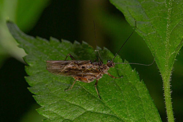 Plecoptera - Álkérészek