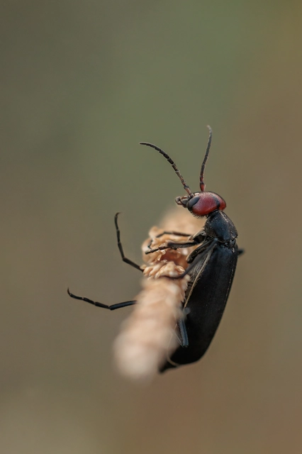 Epicauta rufidorsum - hollóbogár