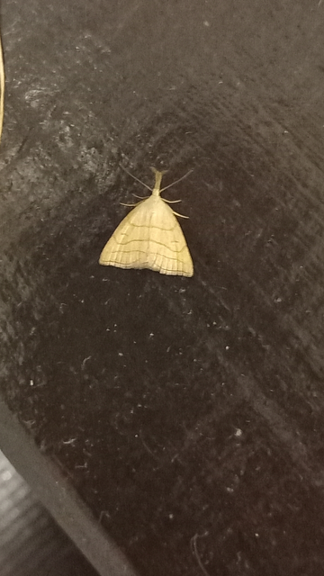 Polypogon tentacularia - sötétaljú karcsúbagoly