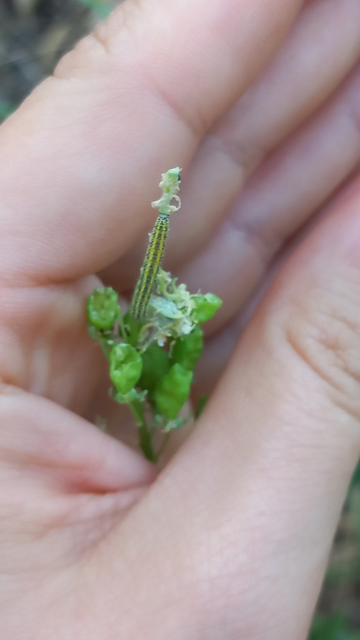 Pontia edusa - rezedalepke