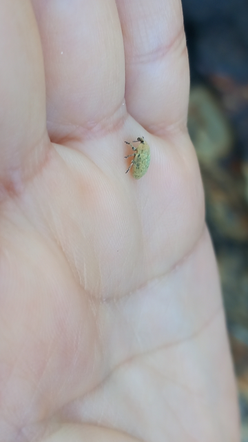 Larinus minutus - aprópúderbarkó