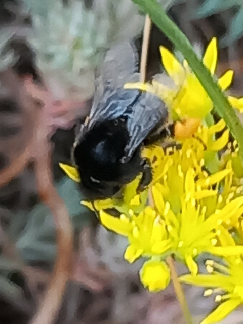 Bombus - poszméhek