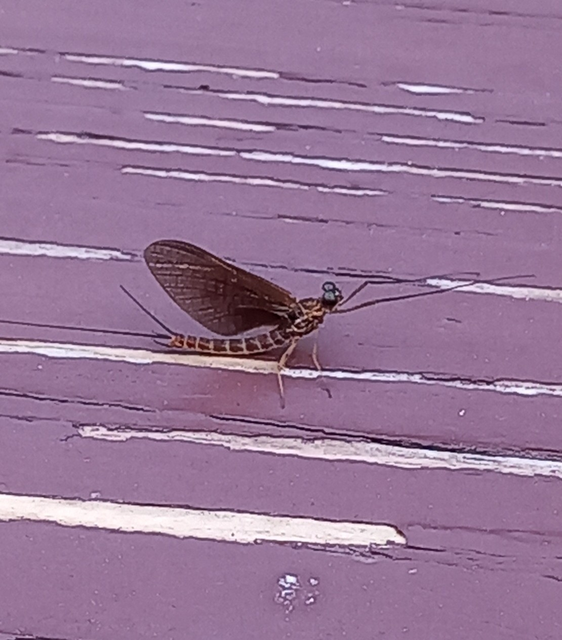 Ephemeroptera - Kérészek