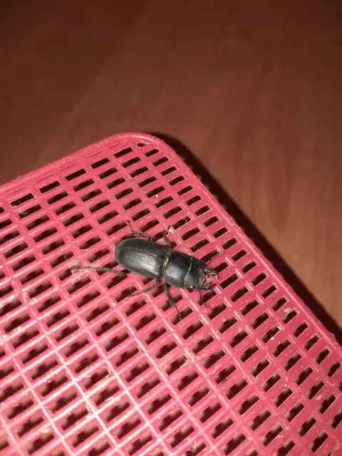 Dorcus parallelipipedus - kis szarvasbogár