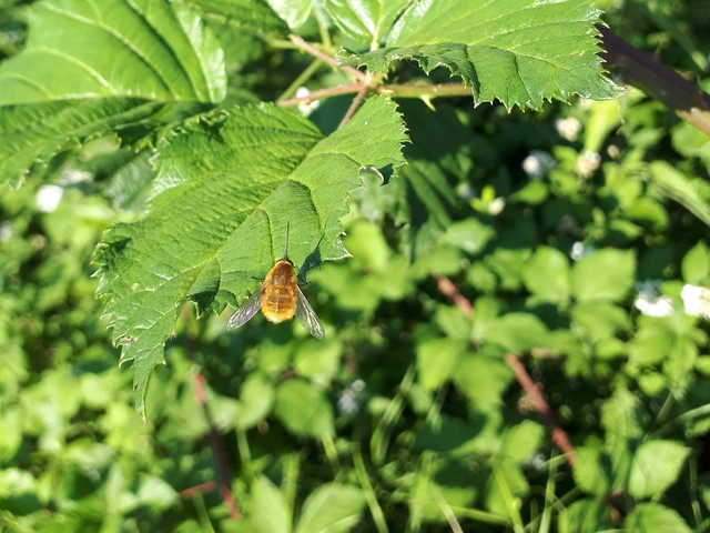 Bombyliidae - pöszörlégyfélék