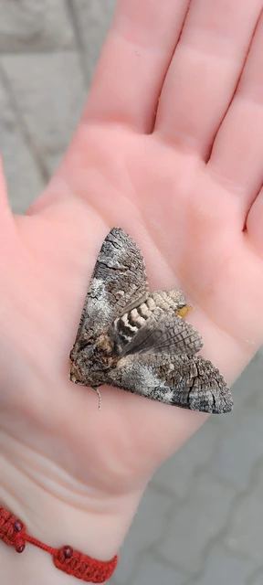Cossus cossus - fűzfarontólepke
