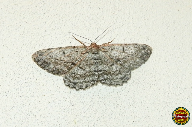Hypomecis roboraria - nagy tölgyfaaraszoló
