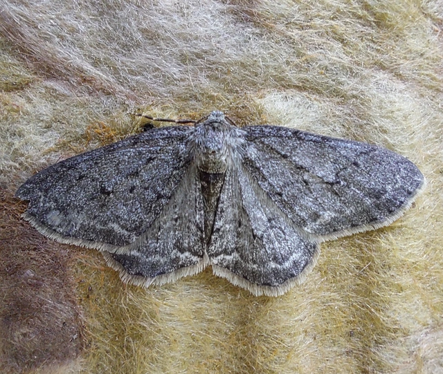 Ectropis crepuscularia - avararaszoló