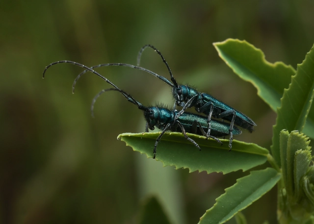Agapanthia violacea - kék somkórócincér