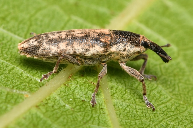 Lixus subtilis - disznóparéj-dudvabarkó