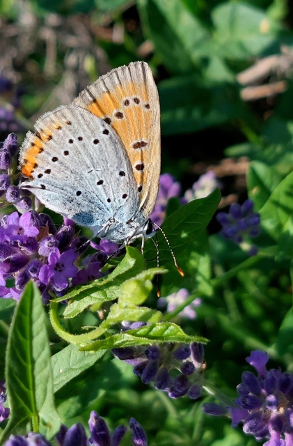 Lycaena dispar rutilus - nagy tűzlepke
