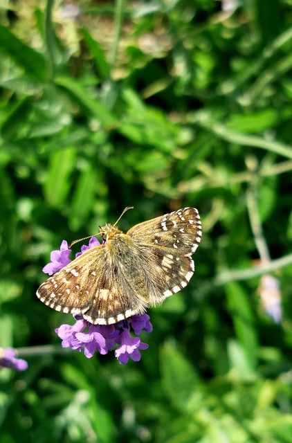 Pyrgus armoricanus - feles busalepke