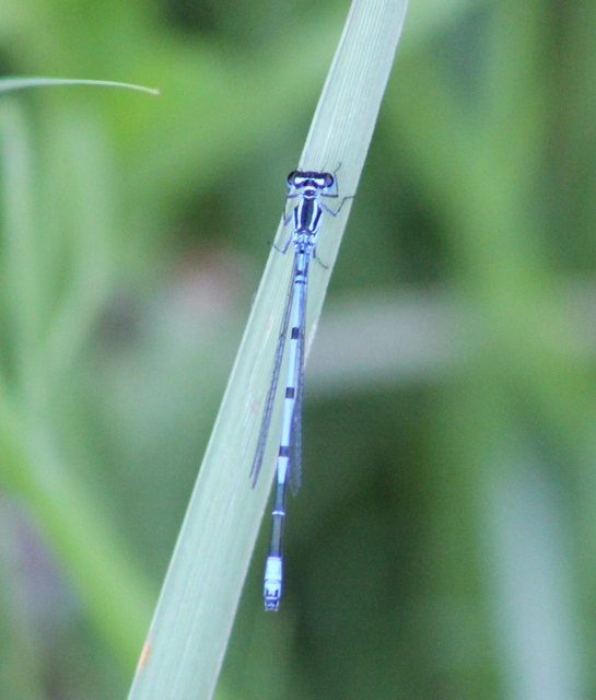 Coenagrion puella - azúrkék légivadász