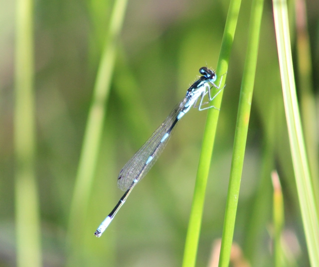 Coenagrion pulchellum - karcsú légivadász