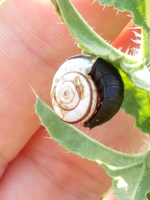 Silphidae - dögbogárfélék