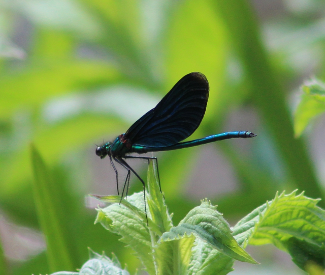Calopteryx virgo - kisasszony-szitakötő