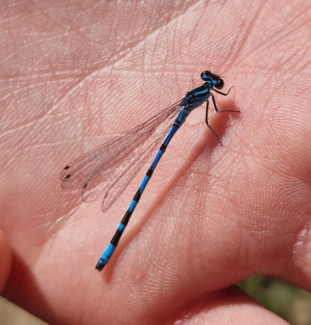 Coenagrion ornatum - díszes légivadász