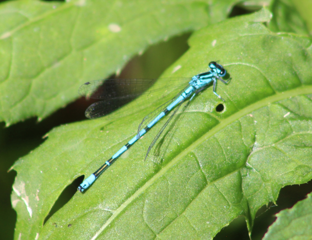 Coenagrion puella - azúrkék légivadász
